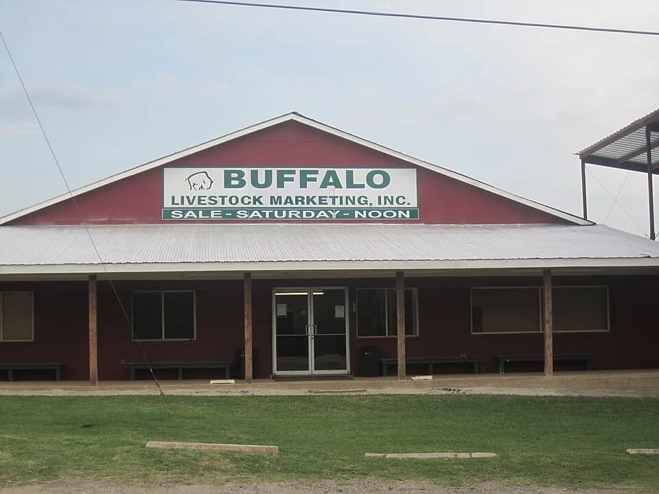Buffalo