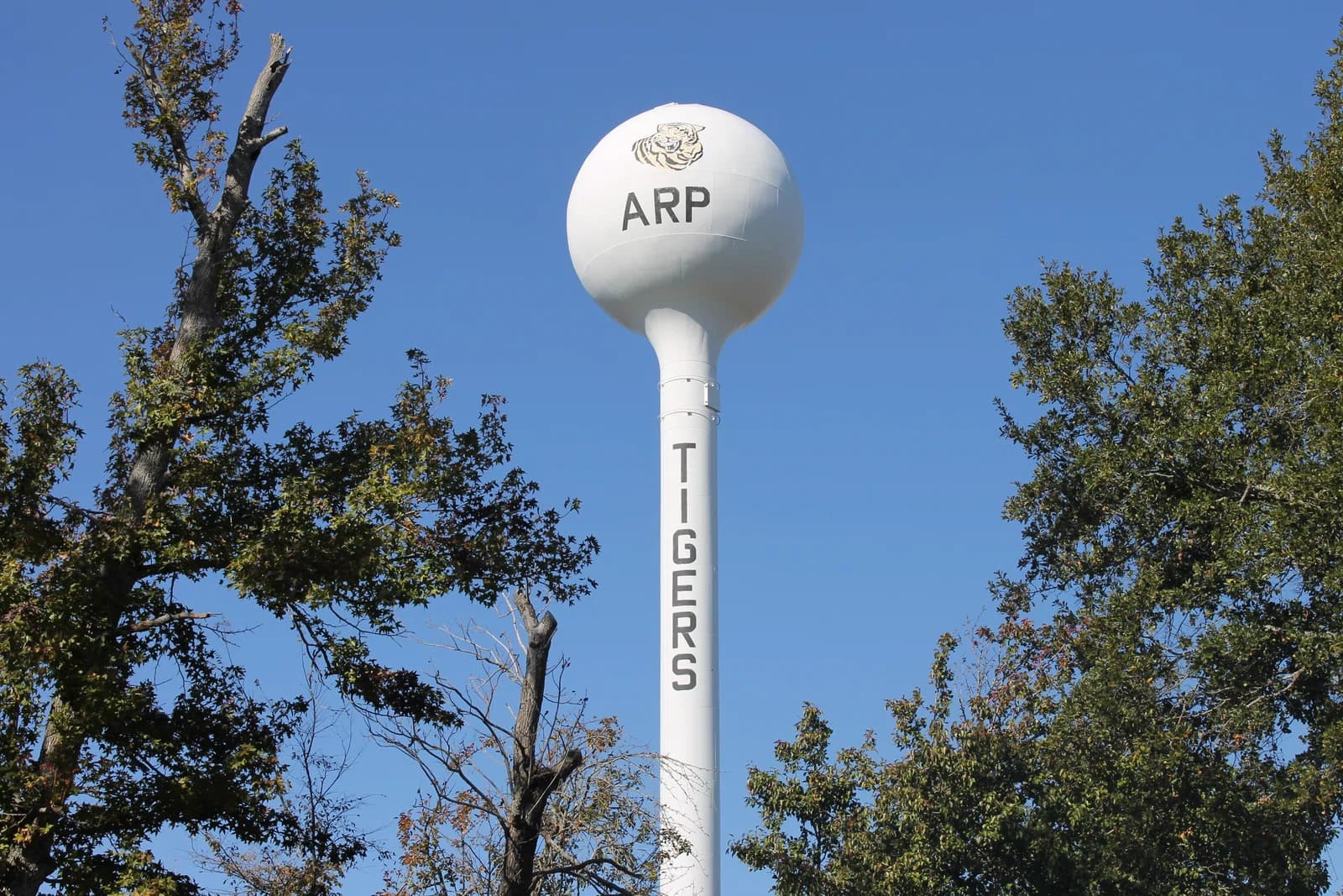 Arp