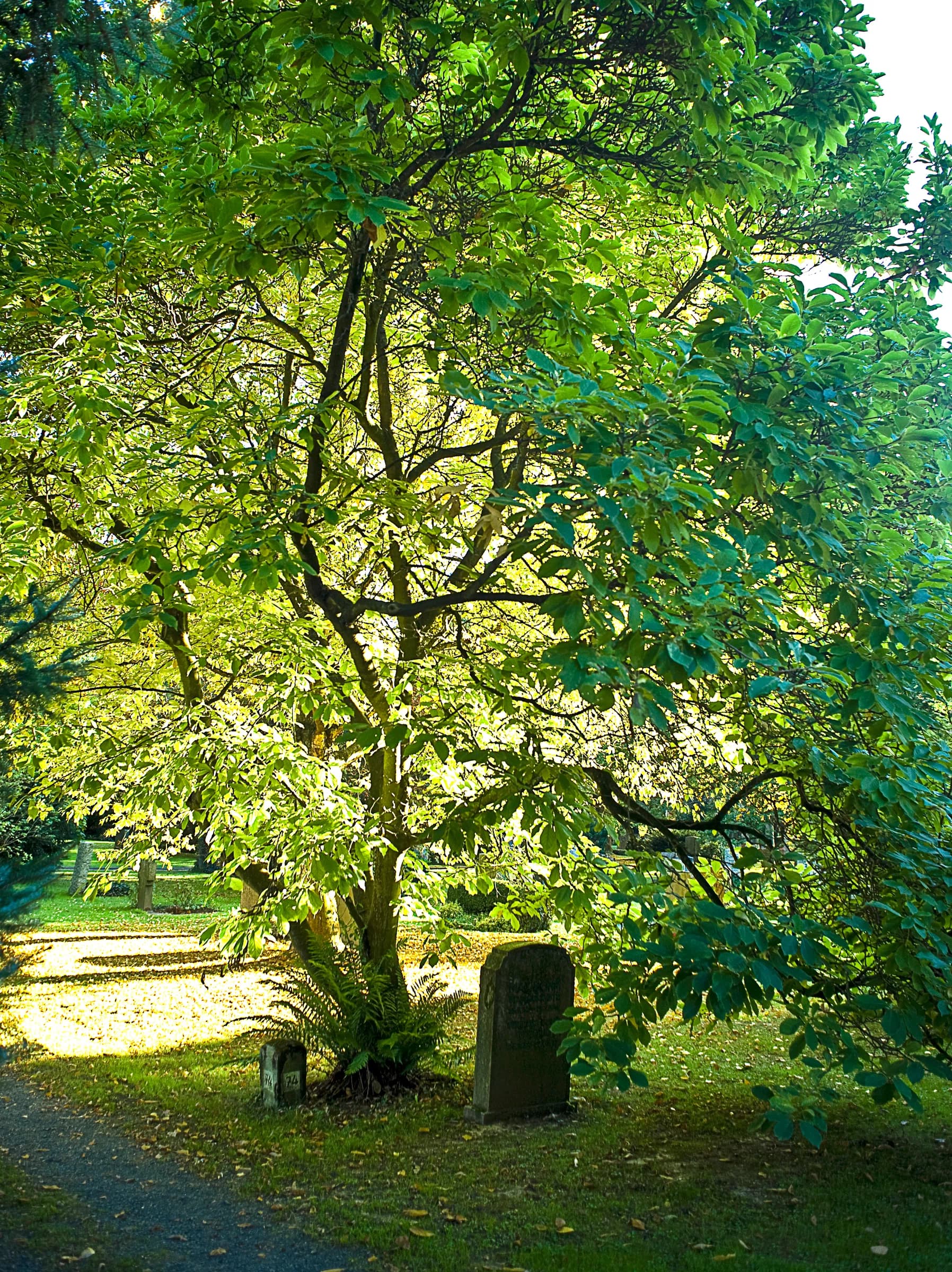 Göttingen City Cemetery