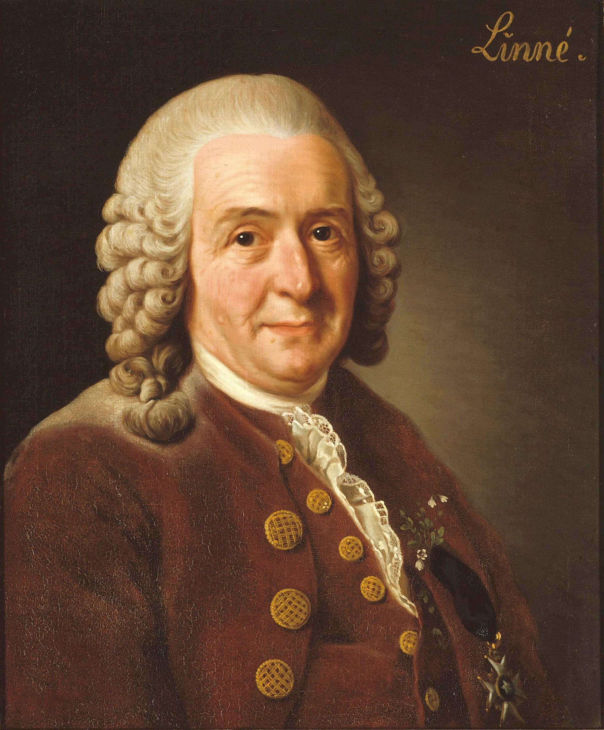 Porträt von Carl von Linné (1707–1778) – Gedenkseite