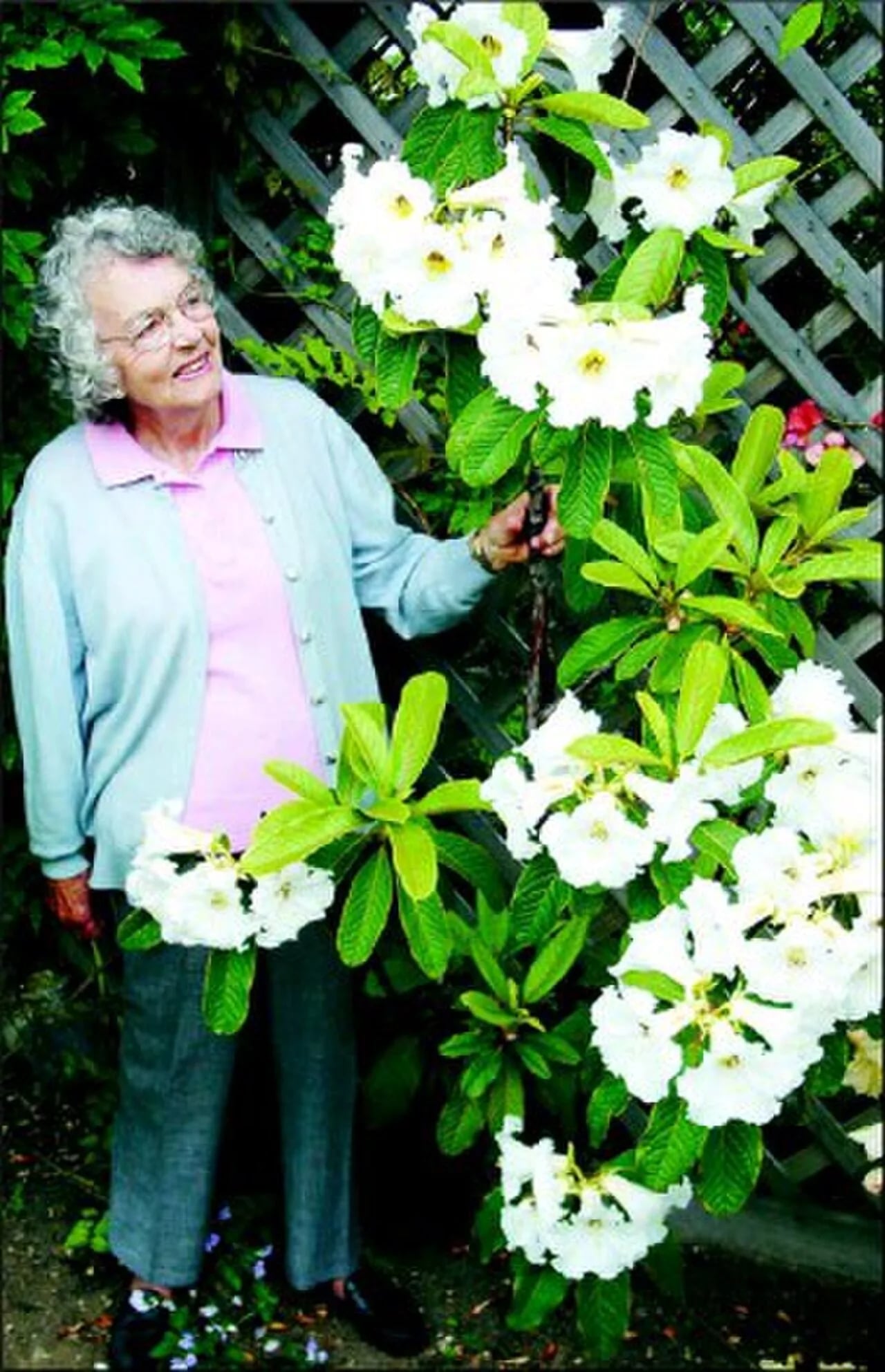 Porträt von Melva Noeline Philipson (1925–2015) – Gedenkseite