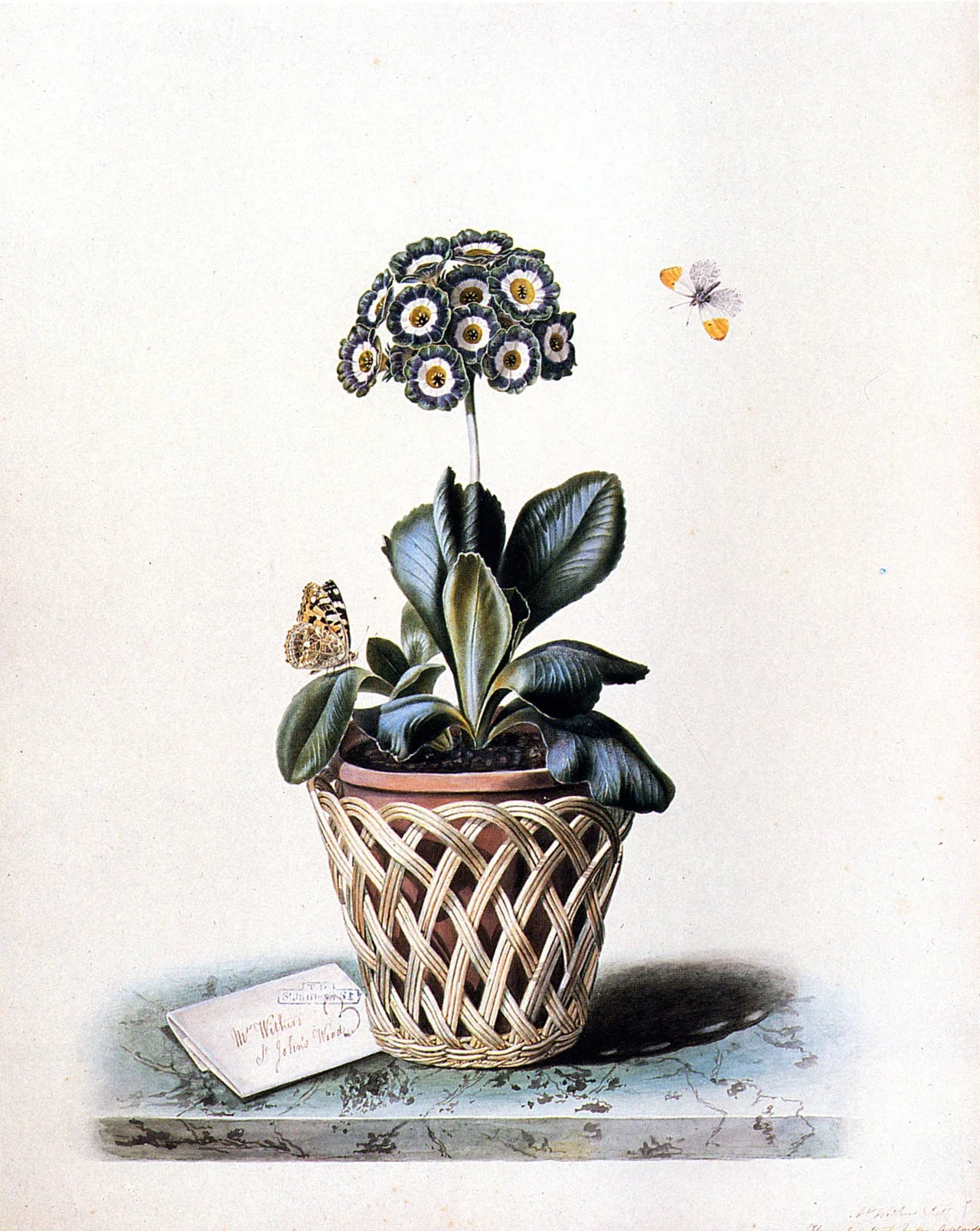 Porträt von Augusta Innes Withers (1793–1877) – Gedenkseite