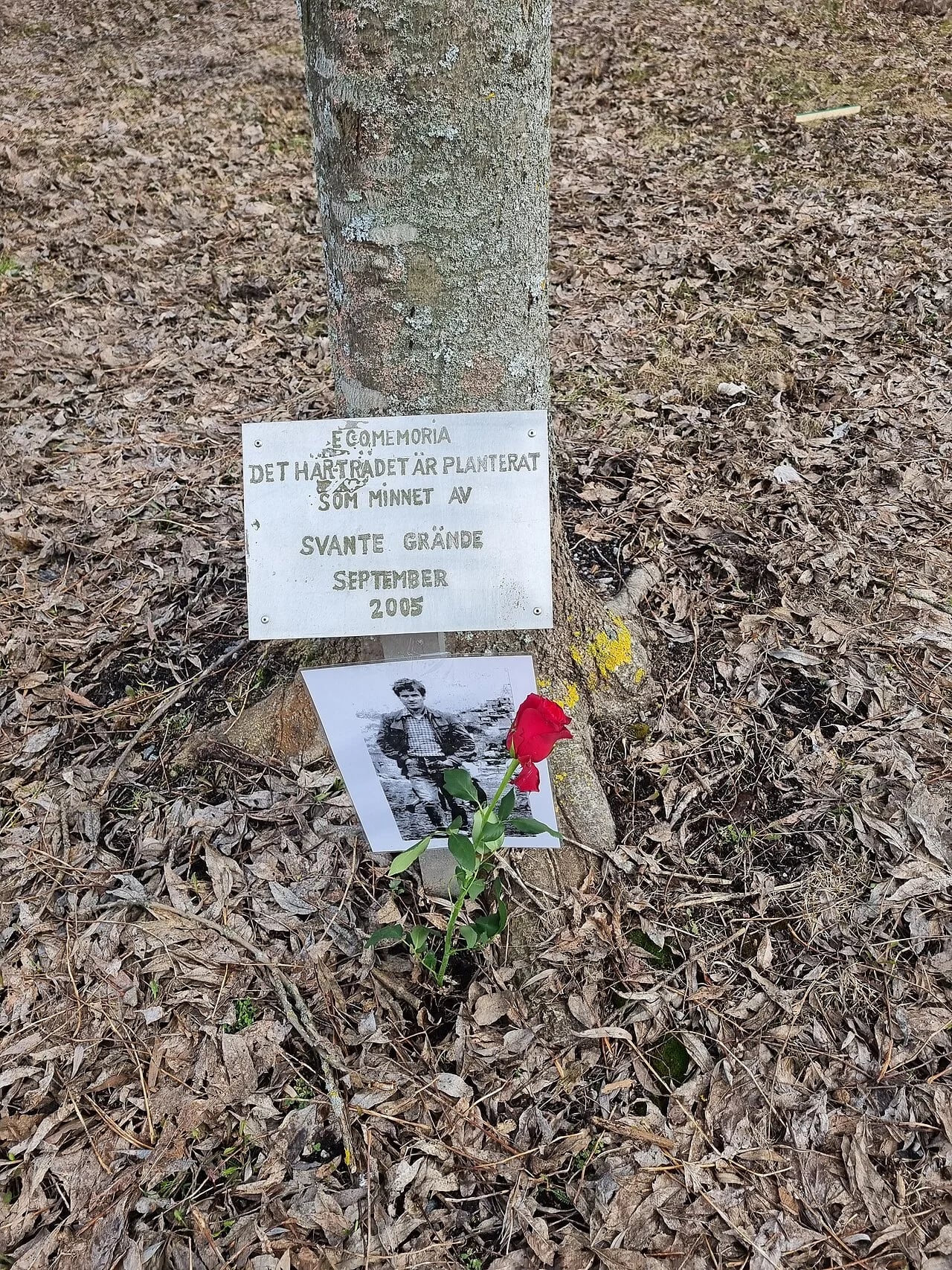 Porträt von Svante Grände (1947–1975) – Gedenkseite