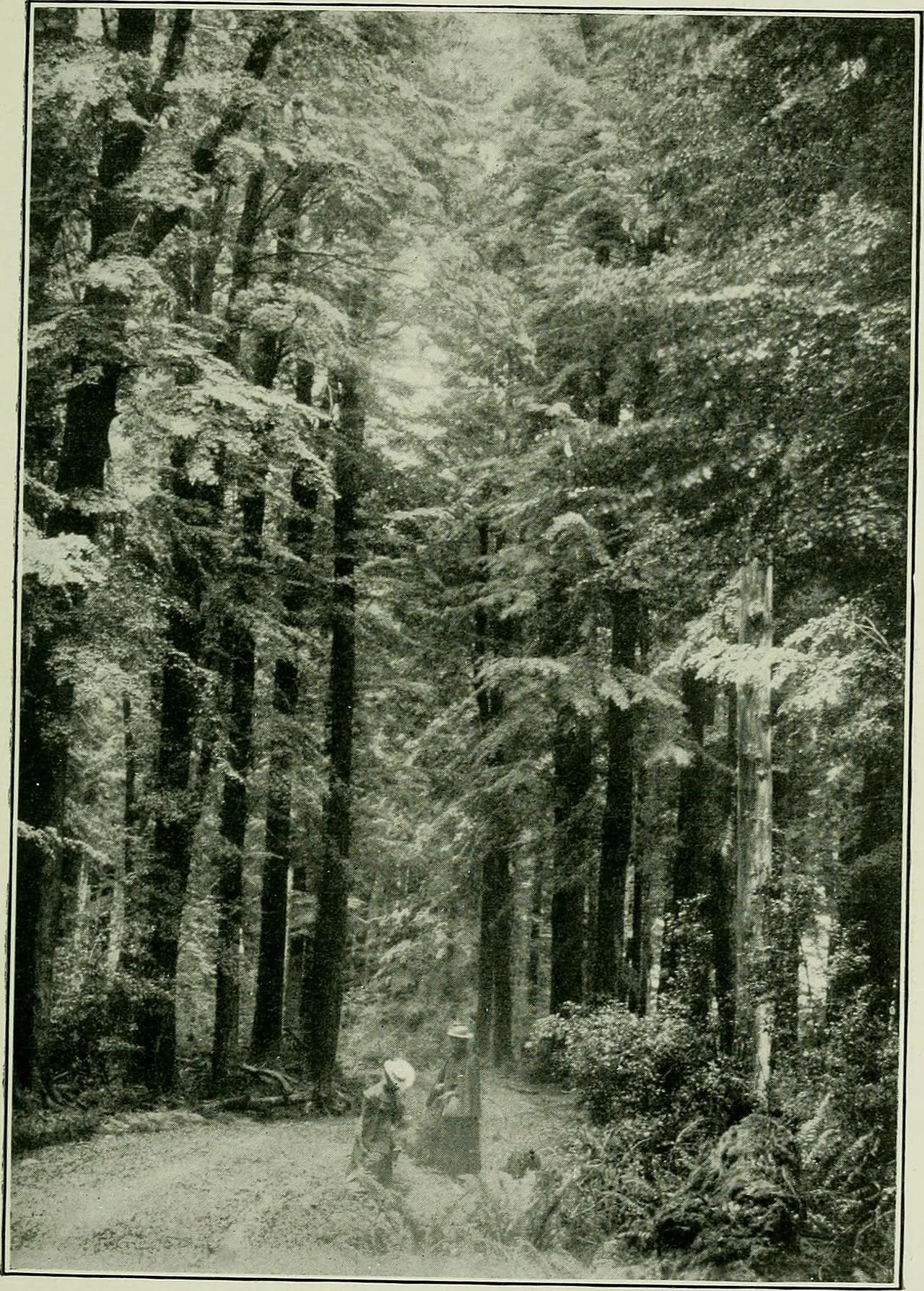 Portrait of Ellen Wright Blackwell (1864–1952) – memorial page