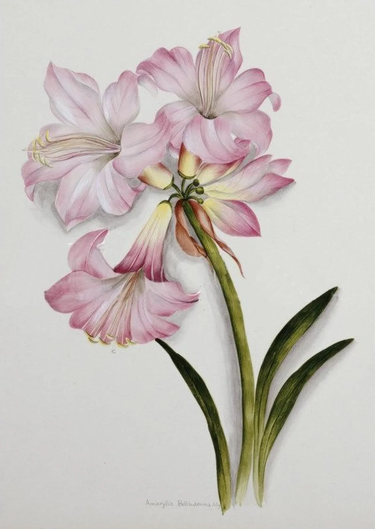 Porträt von Ethel May Dixie (1876–1973) – Gedenkseite