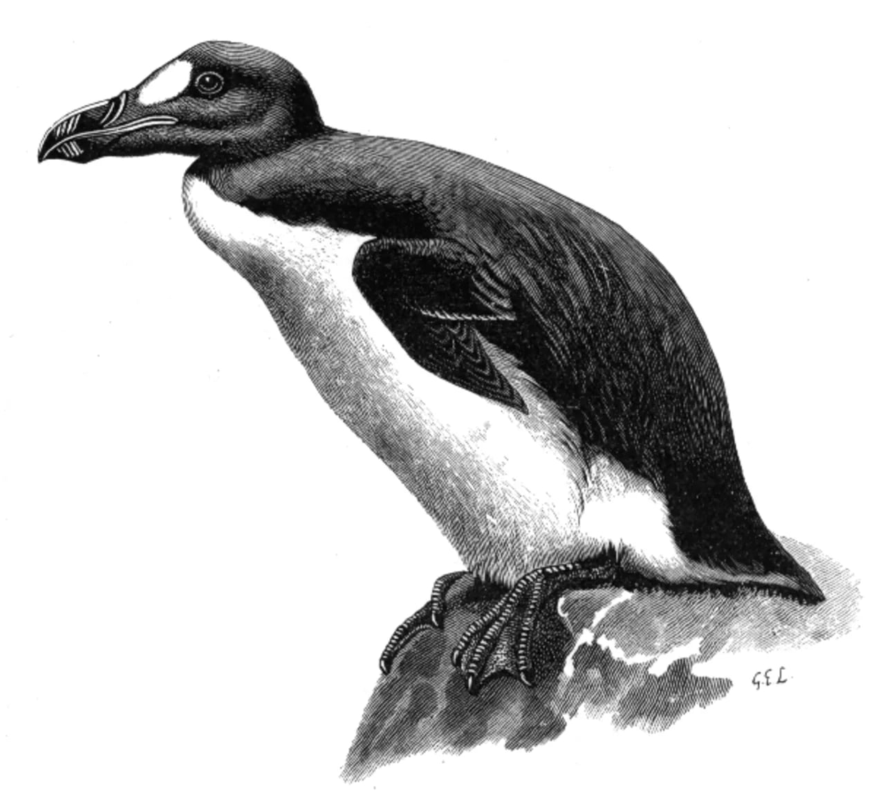 Porträt von George Edward Lodge (1860–1954) – Gedenkseite