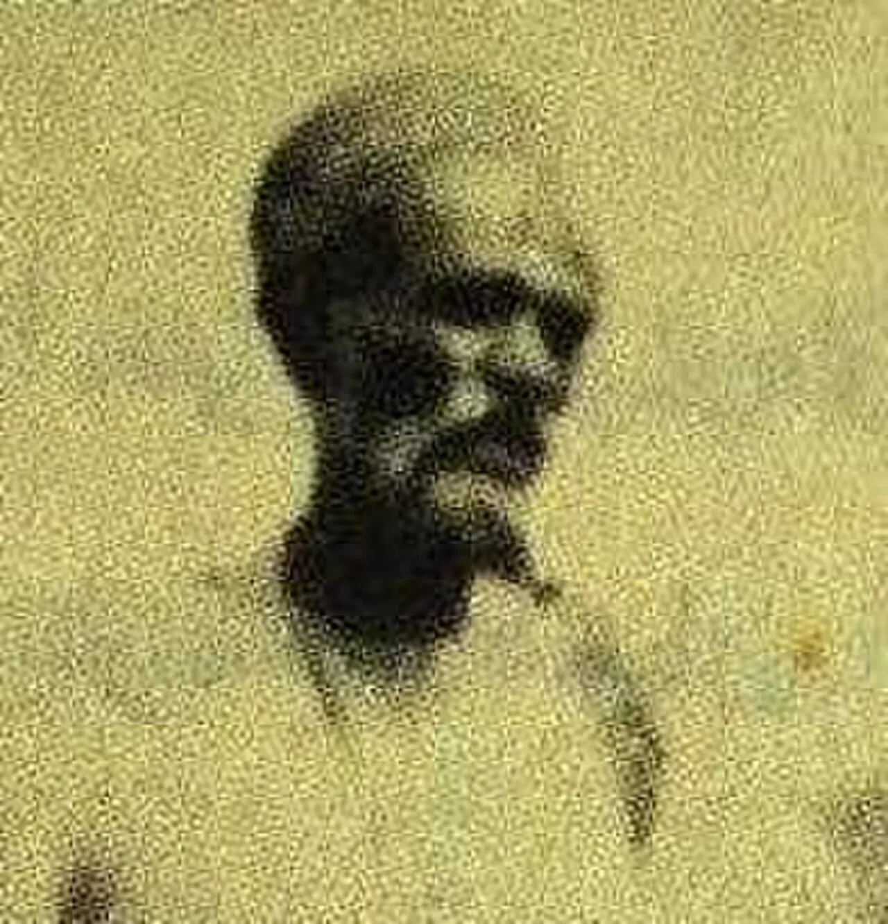 Portrait of Hossein Chahkotahi (1856–1920) – memorial page