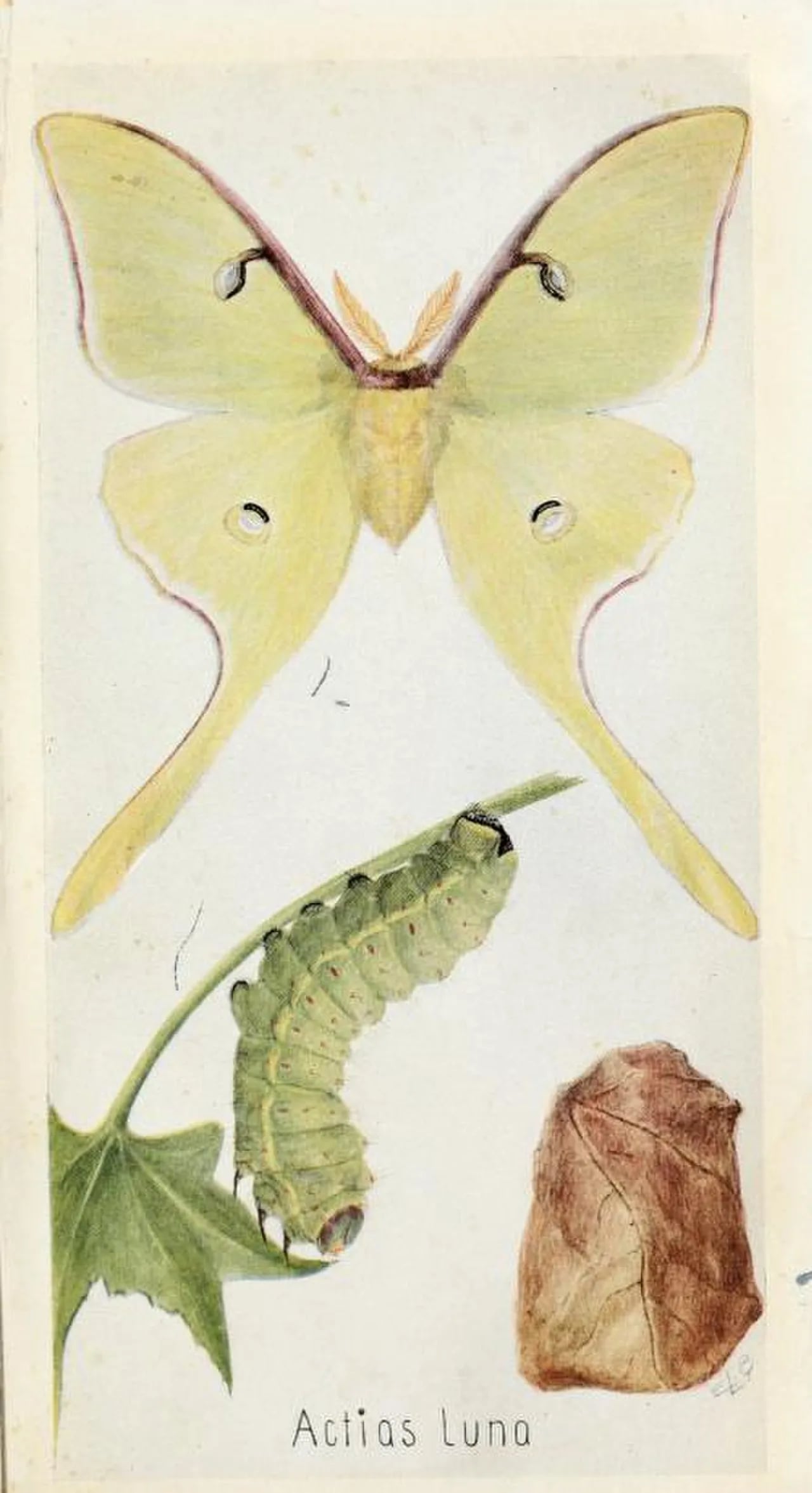 Porträt von Edna Libby Beutenmüller (1872–1934) – Gedenkseite