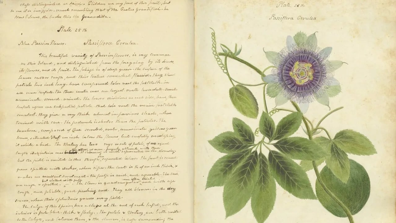 Portrait of Anne Kingsbury Wollstonecraft (1781–1828) – memorial page