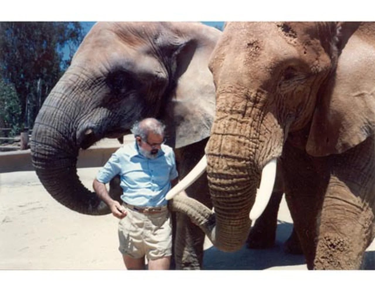 Portrait of Jeheskel Shoshani (1943–2008) – memorial page