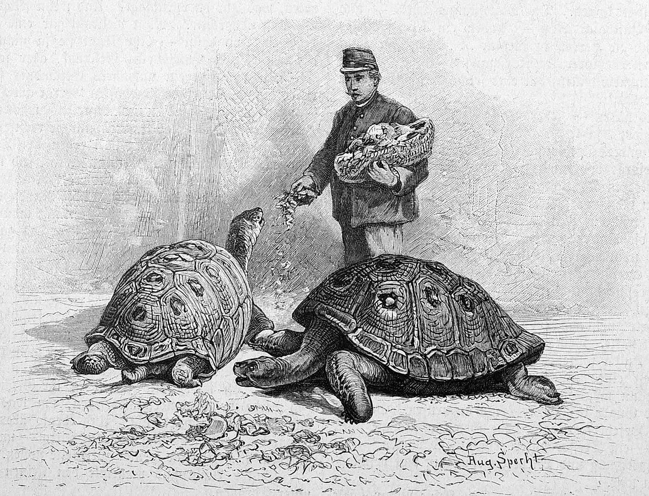 Porträt von August Specht (1849–1923) – Gedenkseite