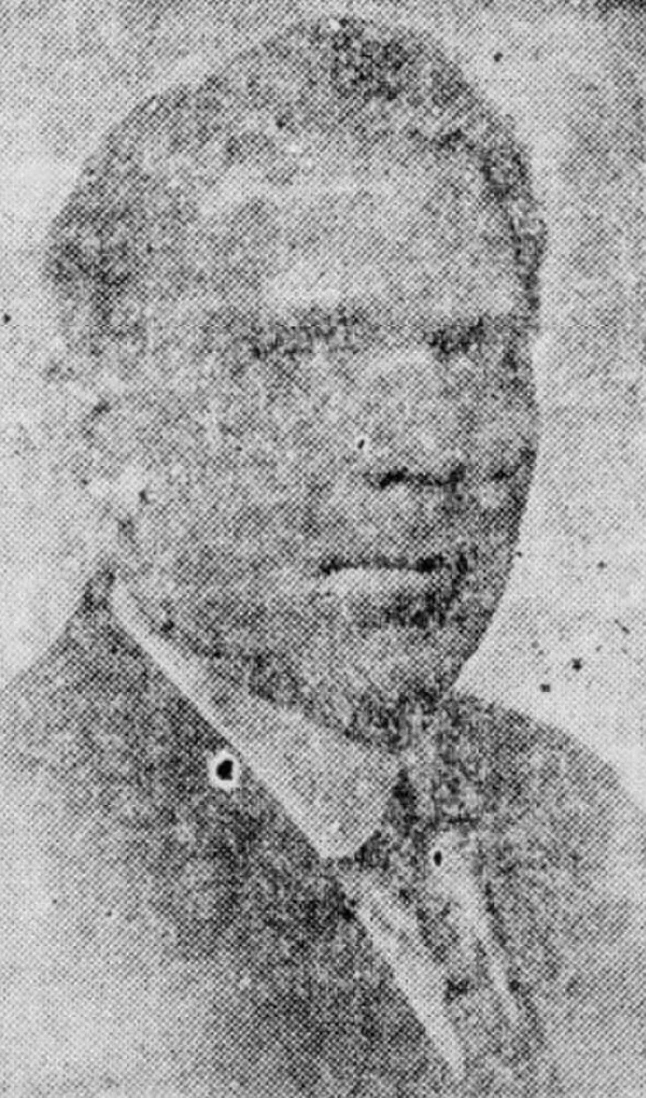 Porträt von William Kavanaugh Oldham (1865–1938) – Gedenkseite