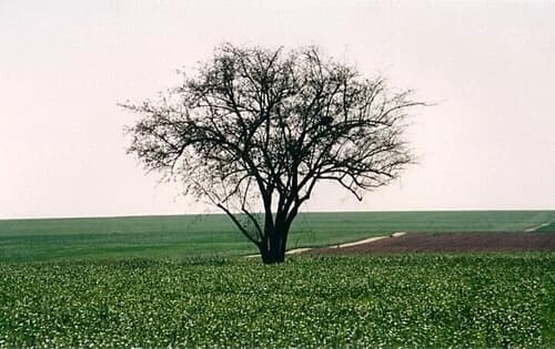 Eshkol Regional Council
