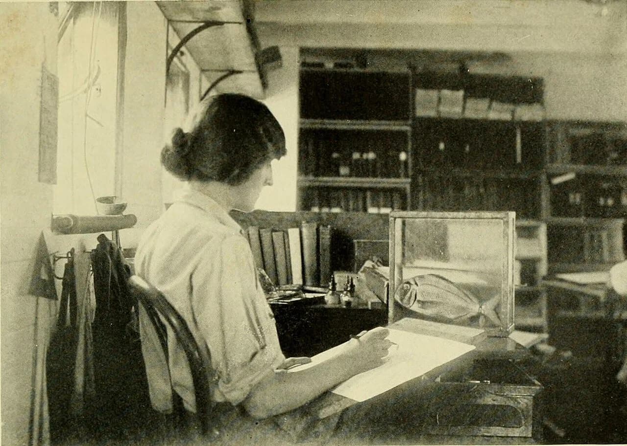 scientific illustrator