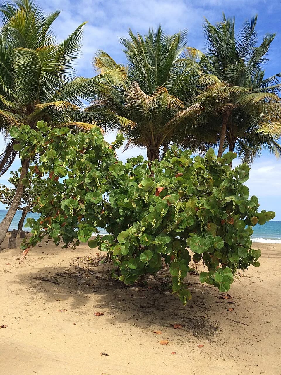 Yabucoa