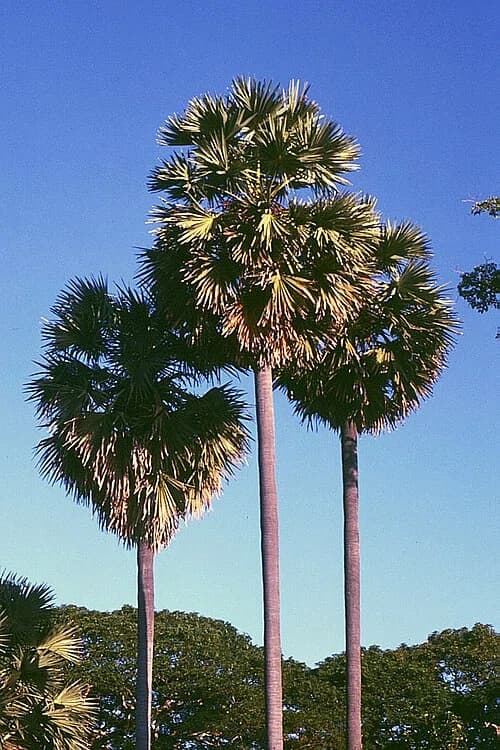 East Nusa Tenggara