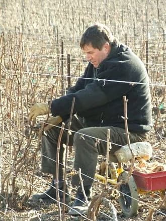 winegrower